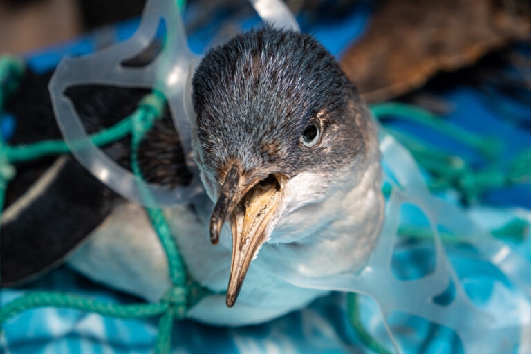 A Simple Guide to Plastic-Free Grocery Shopping