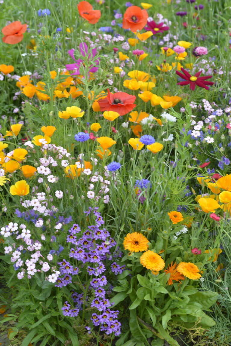 Grow Native Plants