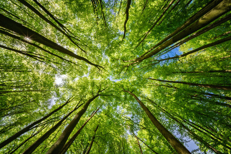 Stewardship: Nature Reverence and Tending