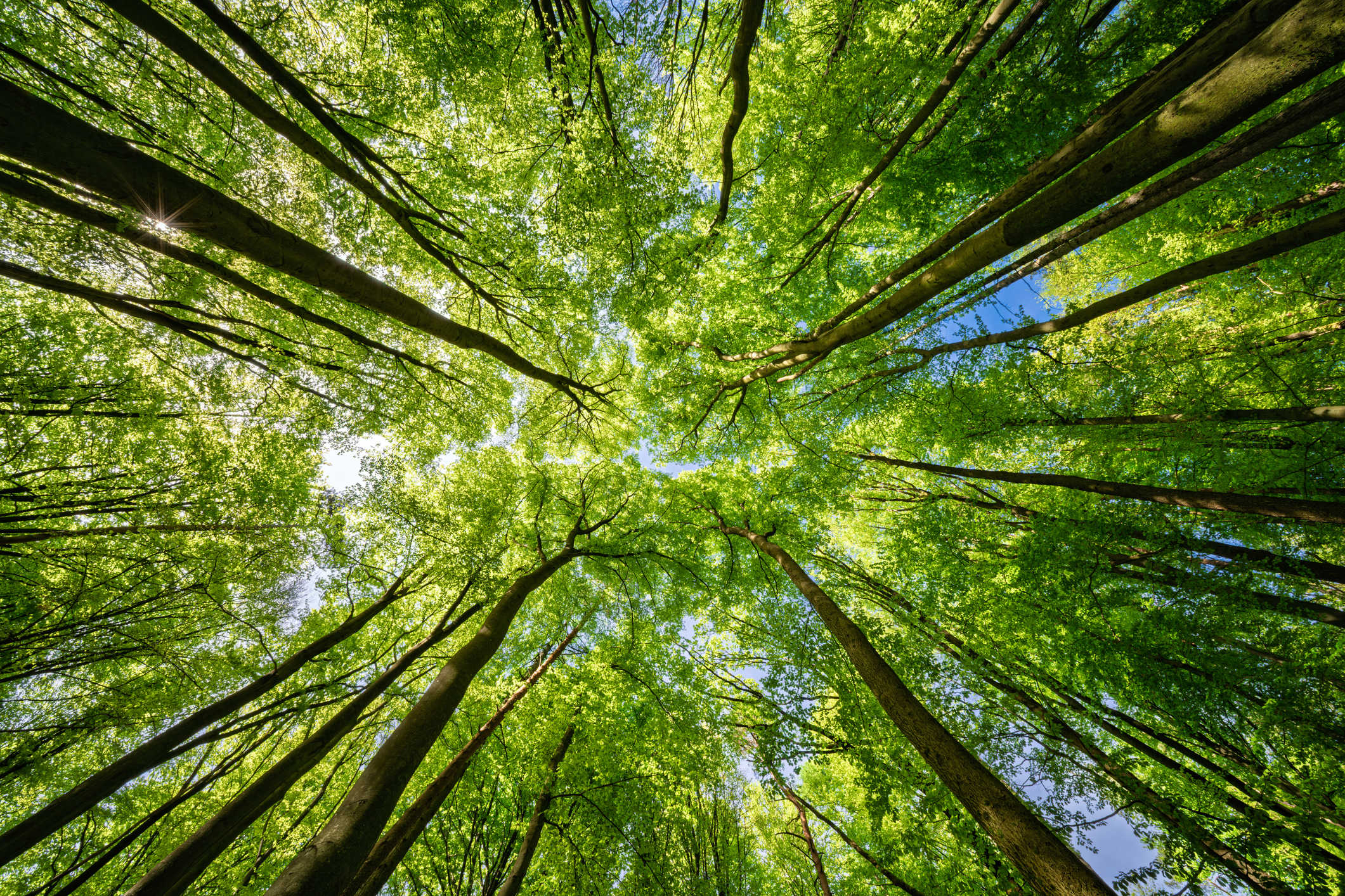Stewardship: Nature Reverence and Tending