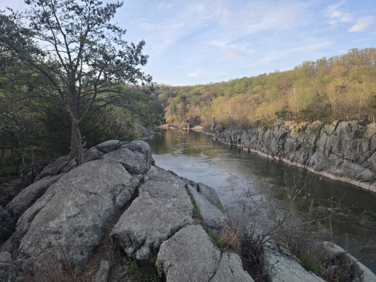 What Is Forest Bathing?