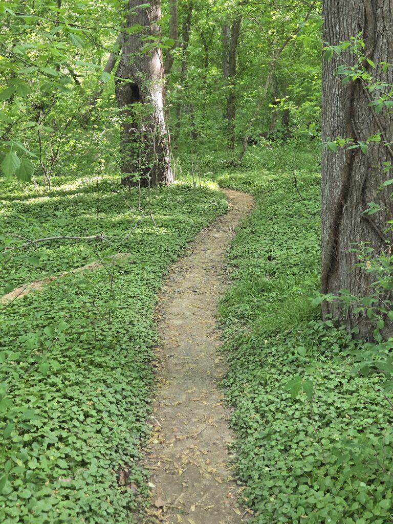 The Health Benefits of Forest Bathing